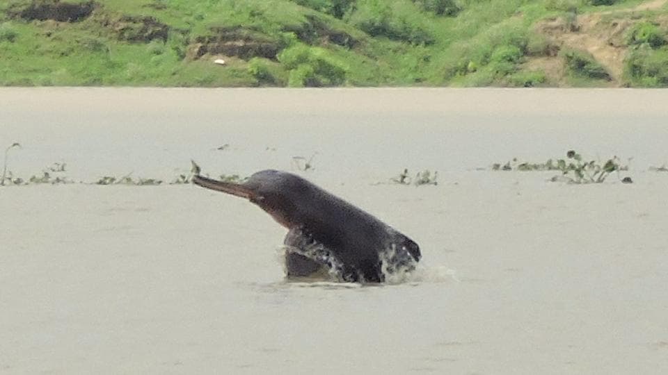 Ganga river dolphins count rises to 33, up from 22 in 2015 - Hindustan