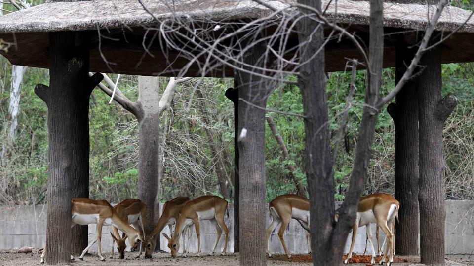 Pune Katraj zoo set to undergo major revamp worth Rs130 crore - Hindustan  Times