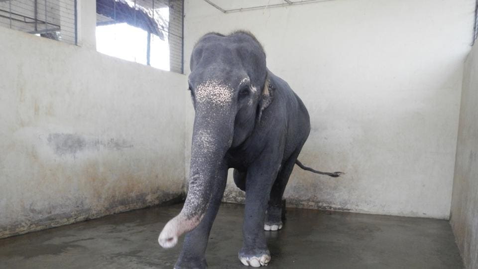 Bruised, starved and sick: The sorry state of captive elephants in India |  Latest News India - Hindustan Times