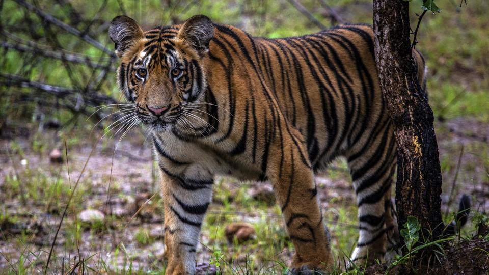 Two tigresses from Valmiki reserve strike fear in adjoining villages ...