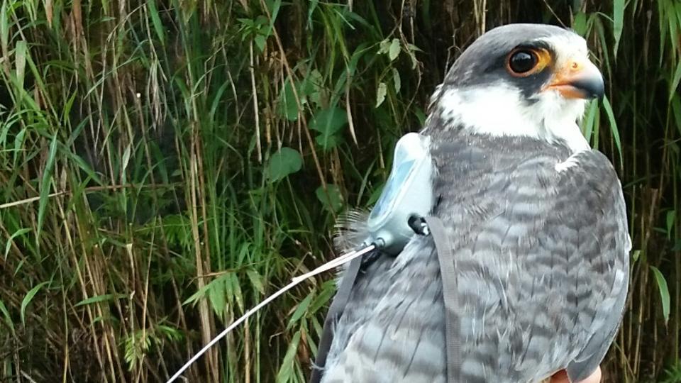 Radio-tagged Amur falcon ‘Tamenglong’ lost in Zambia: Official