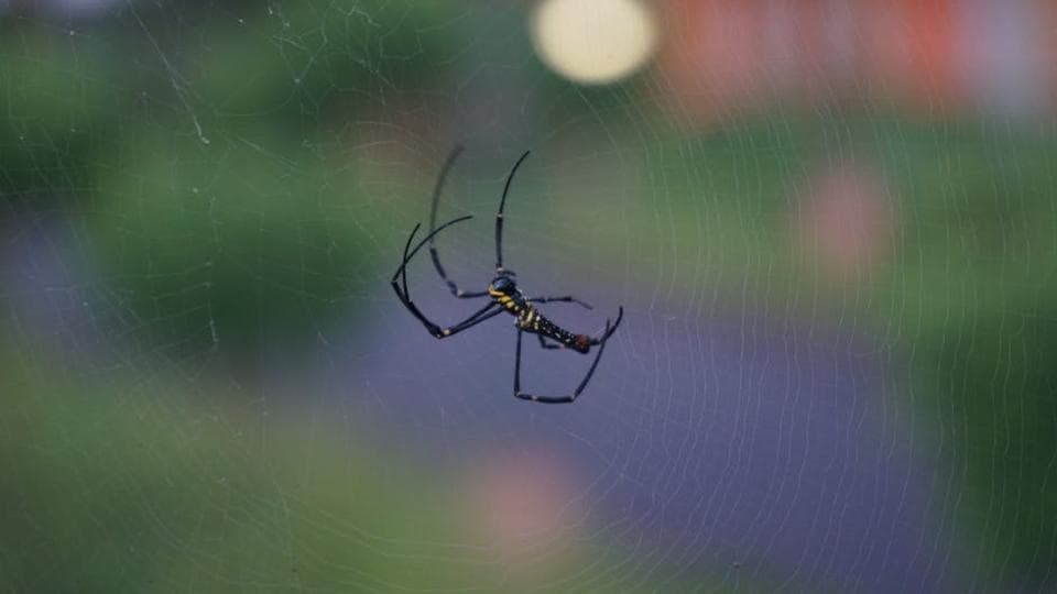 Australian man screaming at spider 'why don't you die?' triggers