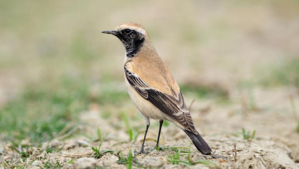 Migratory birds not found before in Bengal, Kolkata photographed ...