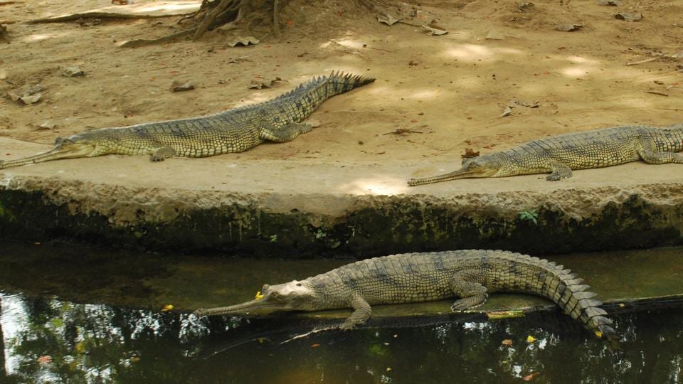 Bihar’s first crocodile conservation reserve near Karkatgarh soon ...