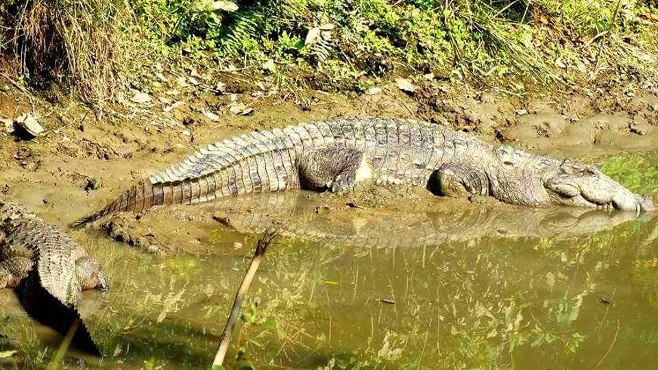 Astros Counting on Crocodile in Game 3