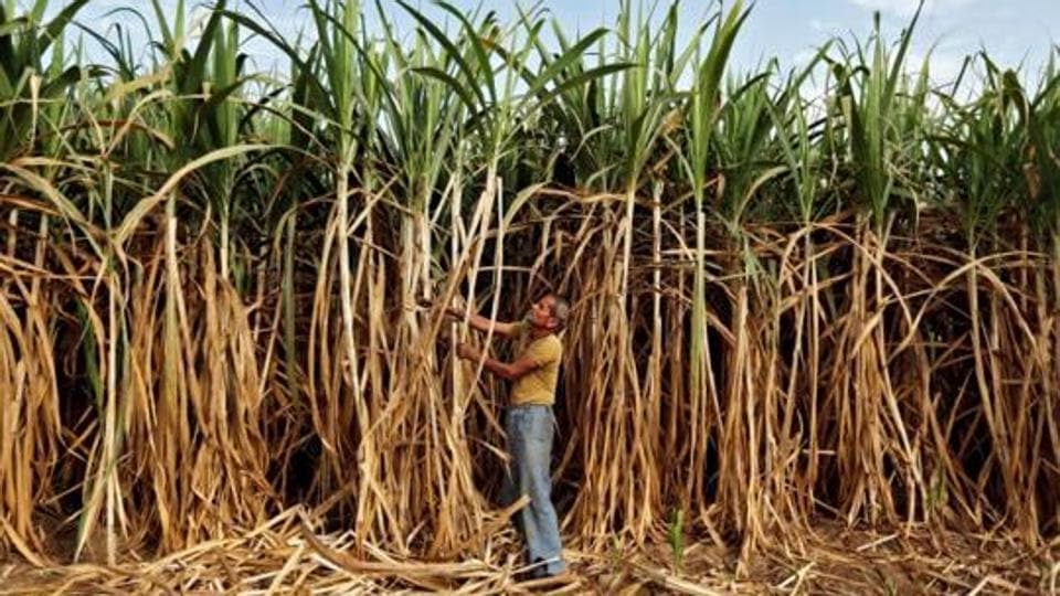 Sugarcane Juice Declared National Drink Of Pakistan After Twitter Poll World News Hindustan Times Sugarcane Juice Declared National Drink Of Pakistan After Twitter Poll World News Hindustan Times