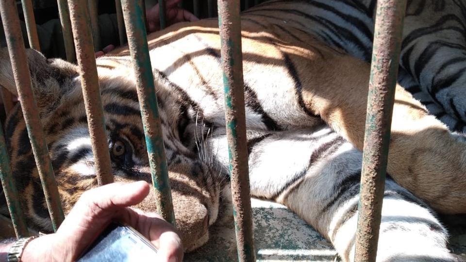 Tiger that killed three people safely captured by Karnataka forest department