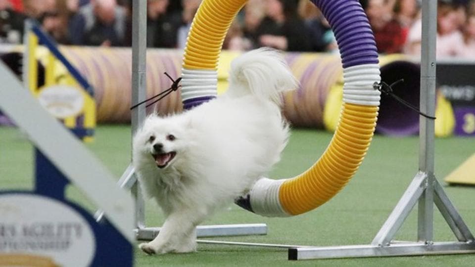 2,800 dogs vie for Best in Show at Westminster canine contest in New