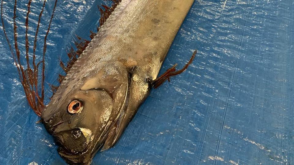 Rare oarfish, regarded as harbingers of doom, caught in Japan