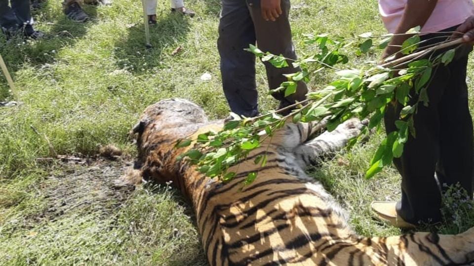 Tiger found dead in Dudhwa reserve | Latest News India - Hindustan Times