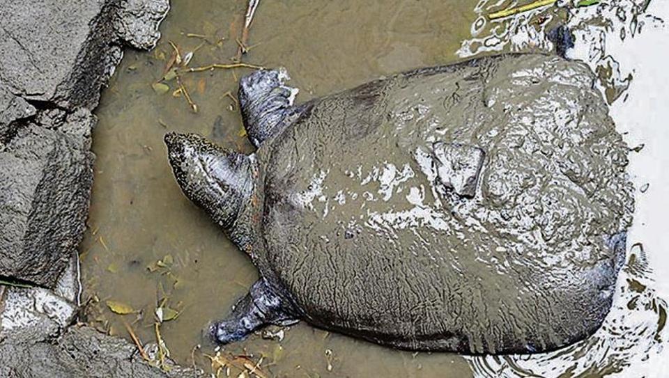 Last female of rare Yangtze giant softshell turtles dies in China