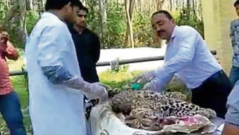 2-year-old leopard crushed to death by truck in Yamunanagar