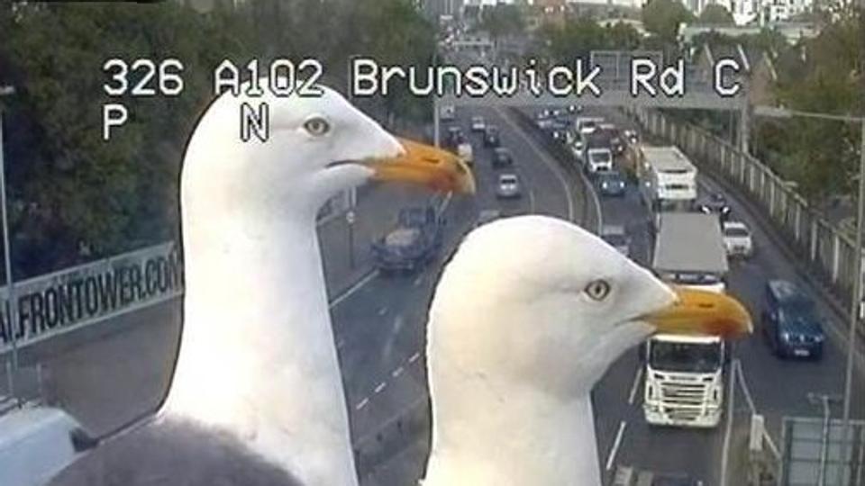 Why is this seagull the new Internet sensation?