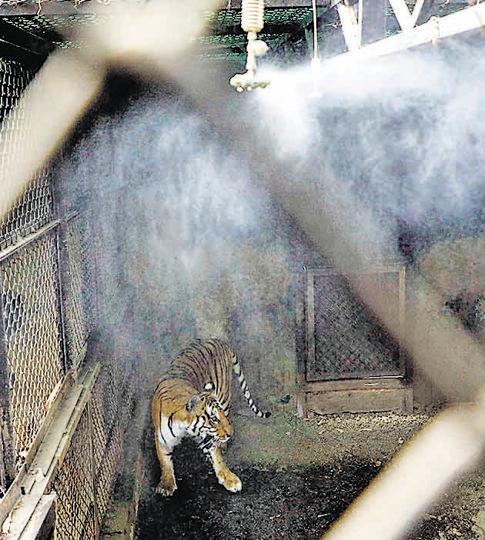 Pune's Katraj zoo installs foggers, sprinklers and coolers for animals - Hindustan Times Pune's Katraj zoo installs foggers, sprinklers and coolers for animals - Hindustan Times