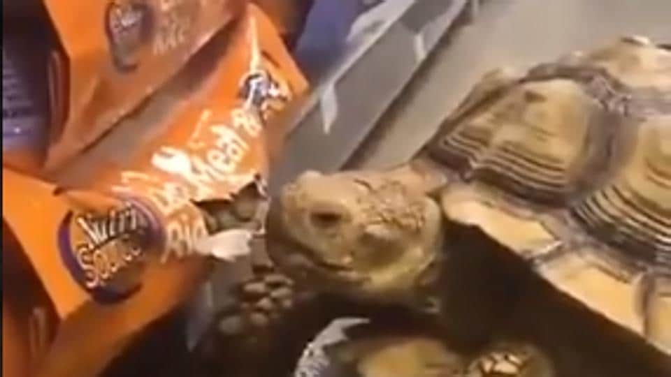 Funny video of tortoise “stealing” dog food leaves netizens in splits