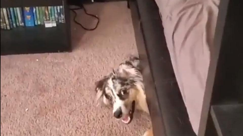 Dog’s reaction to bag of chips being opened sparks funniest Twitter