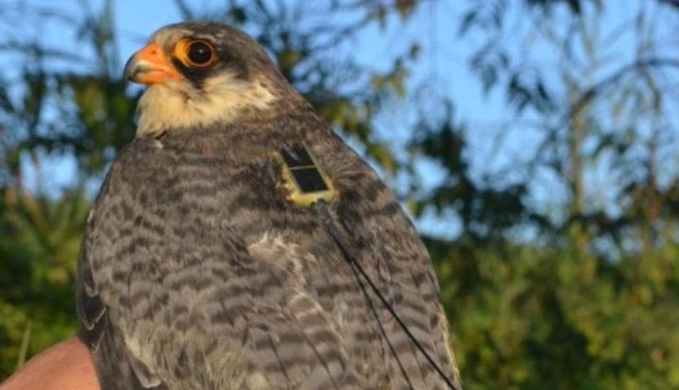 Radio tagged in India, falcon reaches her breeding grounds in China