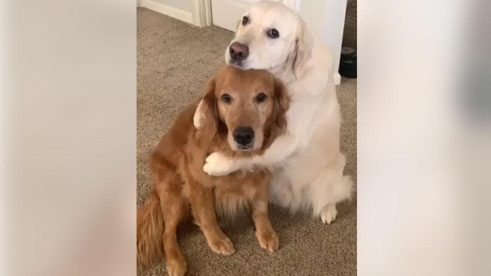 Dog steals brotherâ€™s food, apologises in cutest way possible