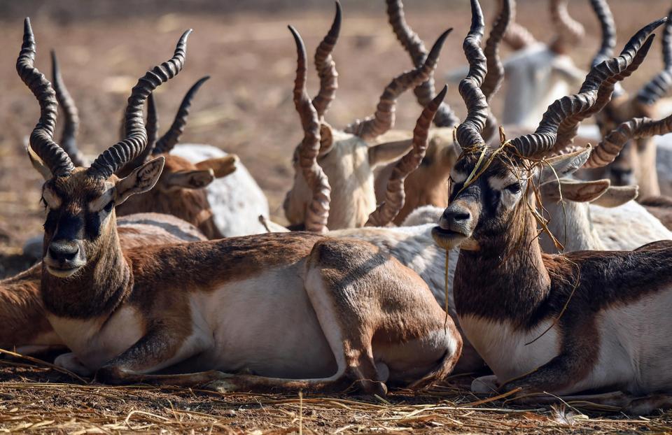 Animal count go down in Luni basin, finds study - Hindustan Times Animal count go down in Luni basin, finds study - Hindustan Times