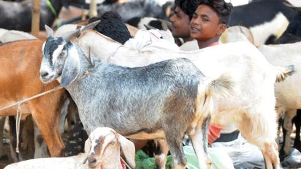 Goat it! A chocolate only for ‘kids’, a first in world - Hindustan Times