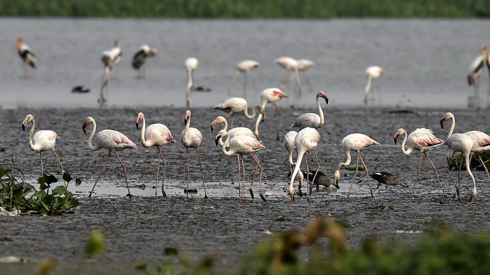 drought-in-other-habitats-makes-greater-flamingos-stay-longer-at-okhla-sanctuary-hindustan-times