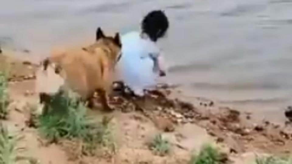 Alia Dog Gal Vidoe Xxx - Dog saves girl from falling into water, Twitter calls it a good boy |  Trending - Hindustan Times