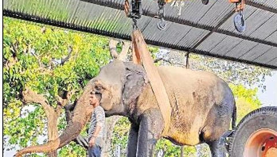 Panel to be formed to discuss mercy killing of ailing elephant at