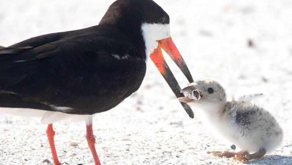 Heartbreaking image shows bird feeding cigarette butt to its baby