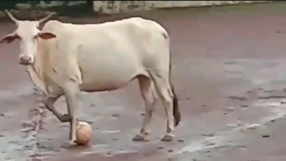 Video of football playing cow amuses Twitter. Watch Trending