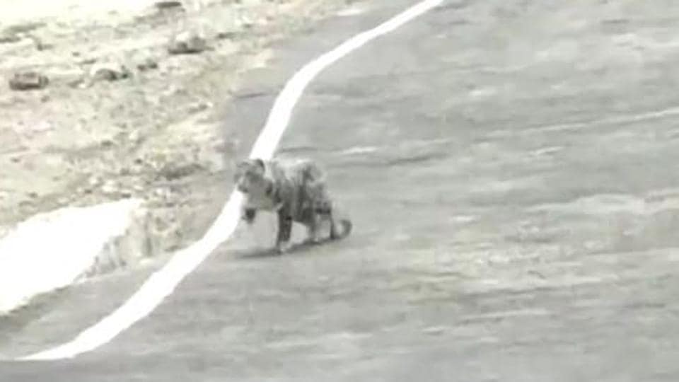 Snow leopard sighted at Nelong in Gangotri National Park