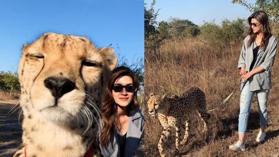 Kriti Sanon plays with cheetahs in Zambia, fans ask her to be more ‘responsible and sensitive’ towards animals. See pics