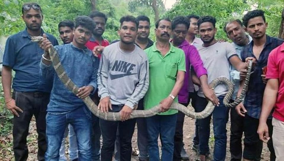 Rare 11-foot-long snake weighing 25 kgs rescued in Odisha | Trending ...