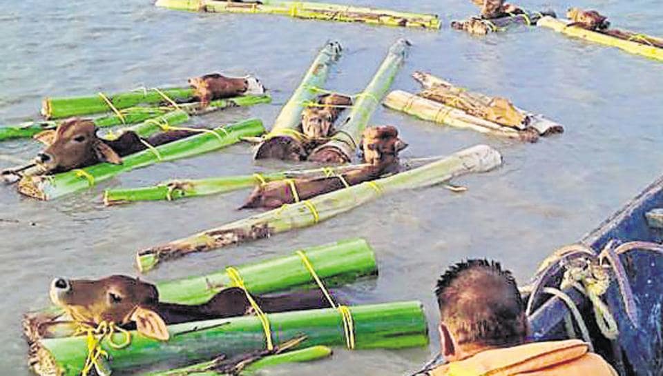 Cattle Smuggling On India-Bangladesh Border In Bengal Sets Off Alarm ...