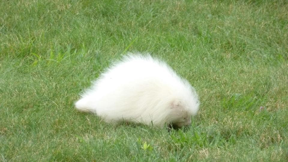 Mysterious all-white animal spotted at Maine museum is finally identified. Can you recognise it? | Trending - Hindustan Times Mysterious all-white animal spotted at Maine museum is finally identified. Can you recognise it? | Trending - Hindustan Times