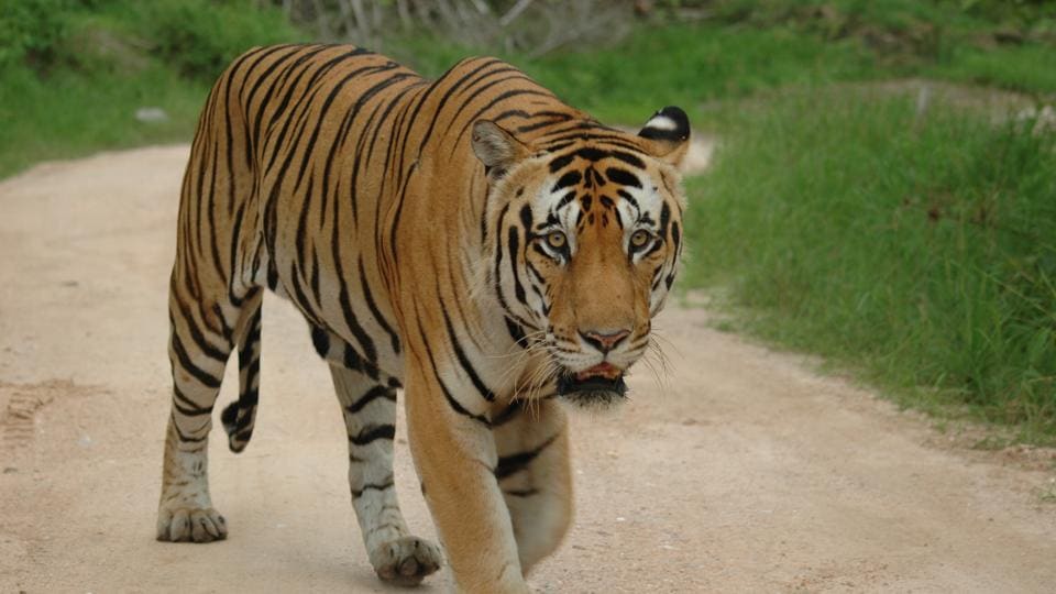 Critical info on tiger habitats missing, say experts | Latest News