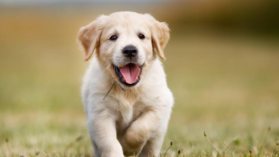 Now, Pune residents can report animal cruelty cases near them online - Hindustan Times Now, Pune residents can report animal cruelty cases near them online - Hindustan Times