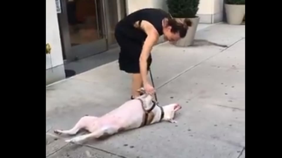 Dog lies down during walk, refuses to budge. Watch hilarious viral