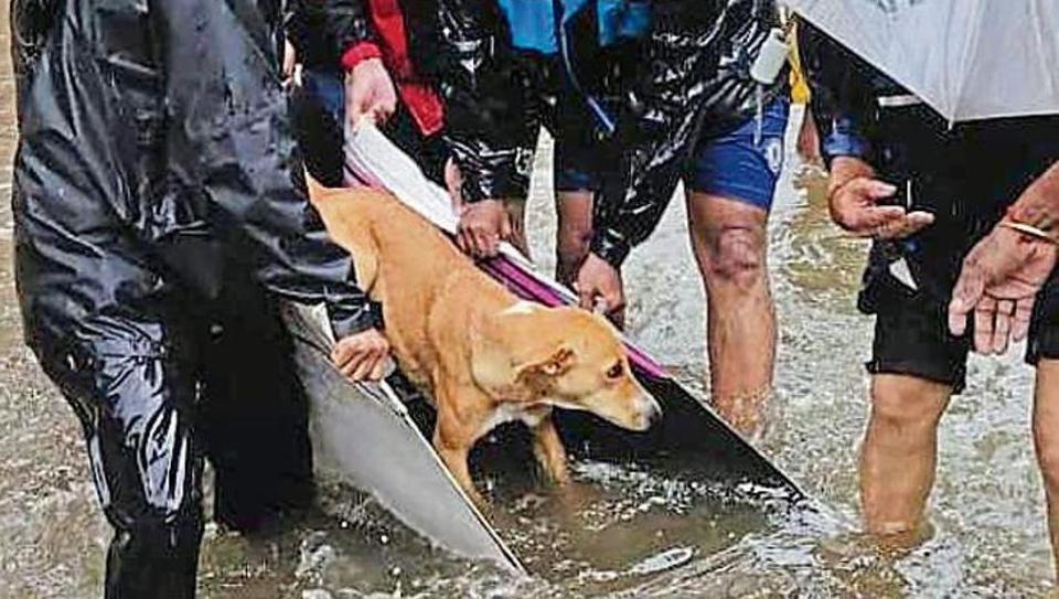 Maharashtra's “largest” animal rescue op underway: dogs, cows, civets... and cobras - Hindustan Times Maharashtra's “largest” animal rescue op underway: dogs, cows, civets... and cobras - Hindustan Times