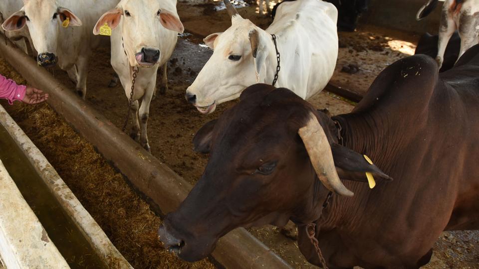 Maharashtra to launch emergency medical toll-free number for farm animals - Hindustan Times Maharashtra to launch emergency medical toll-free number for farm animals - Hindustan Times