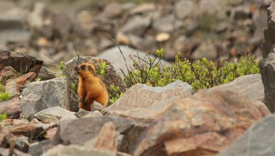 Remote Pangi Valley bustles with faunal diversity