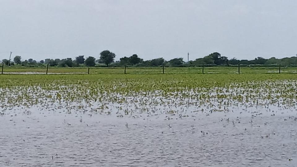 Excess rain damages crop in Rajasthan’s Hadoti region - Hindustan Times