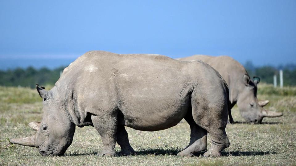 Photos: Scientists step to save northern white rhino from extinction ...