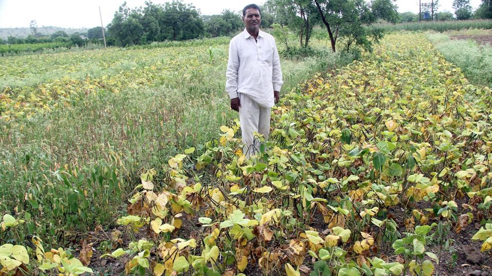 Water Scarcity Forces Maharashtra Farmers To Destroy Crop Latest News