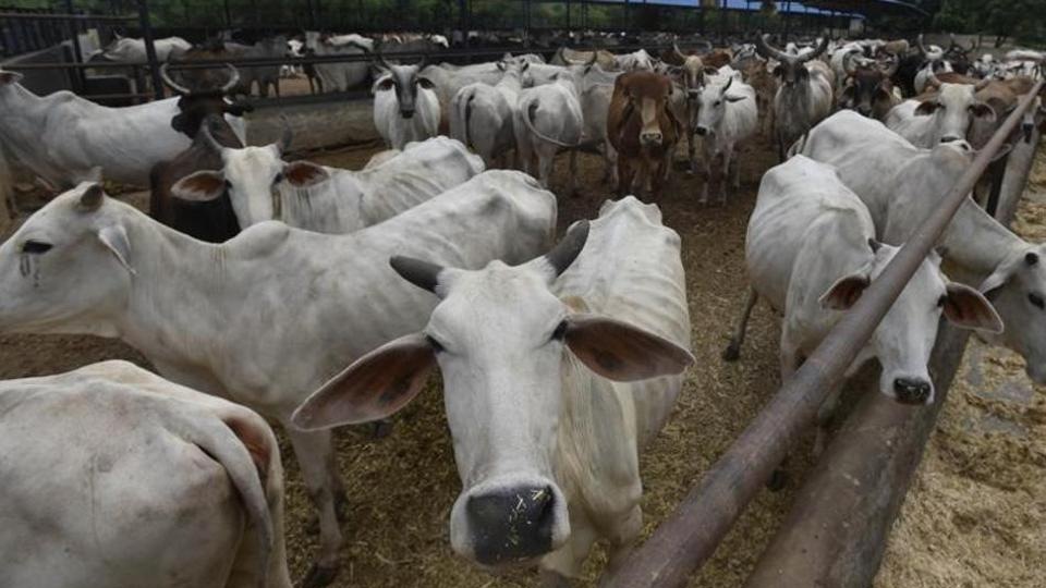 Now, a helpline to promote medicines made from cow products Hindustan