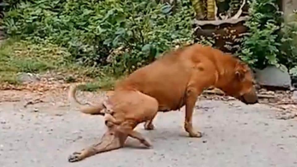 Dog fakes leg injury to get attention and food. ‘Clever’ says Twitter