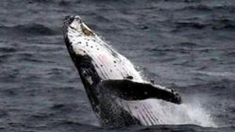 Beached Whales Found Dead On Hawaii Beach