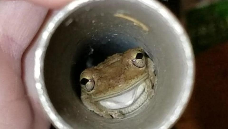 Florida man finds clever little frogs hiding in windchimes from Hurricane  Dorian - It's a Southern Thing