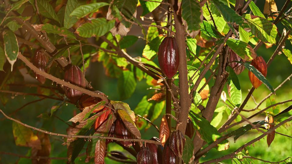 Plants that are not closely related to one another — tea, cacao (in picture), and coffee, for example — all make caffeine. (Getty Images/iStockphoto) Plants that are not closely related to one another — tea, cacao (in picture), and coffee, for example — all make caffeine. (Getty Images/iStockphoto)