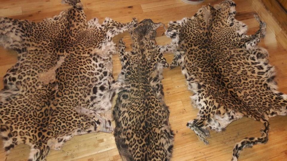 One leopard skin and 2 kg of pangolin skin were seized. (Representation purpose) (HT file photo)