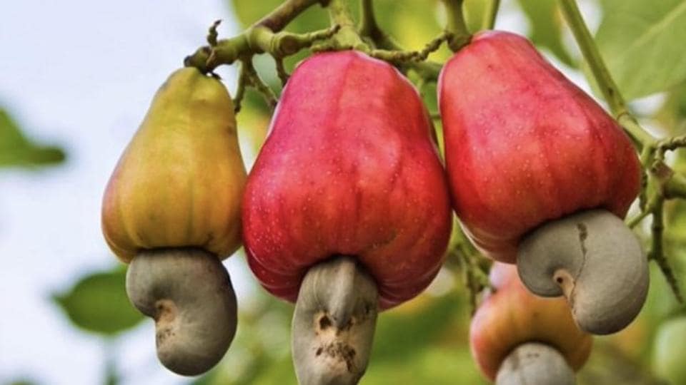 Woman tweets about ‘how cashews grow’. Twitter goes nuts over it